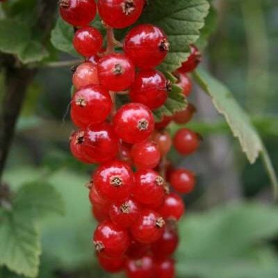 Cascade Redcurrant Bush