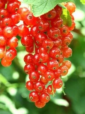 London Market Redcurrant Bush