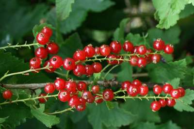 Perfection Redcurrant Bush