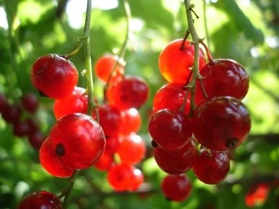 New * Introducing 'redpoll' Redcurrant Bushes