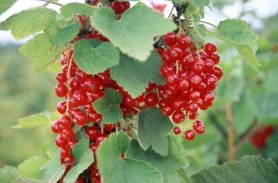 Redstart Redcurrant Bushes