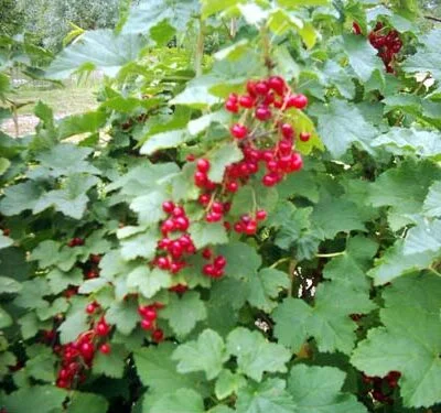 Rondom - Late Season Redcurrant Bushes