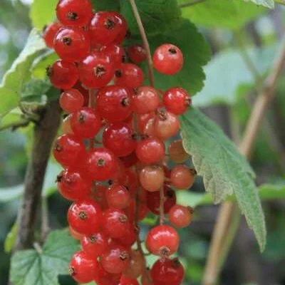 Rosetta Redcurrant Bush