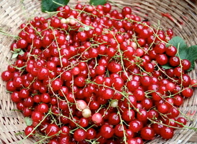 Rovado Redcurrant Bushes