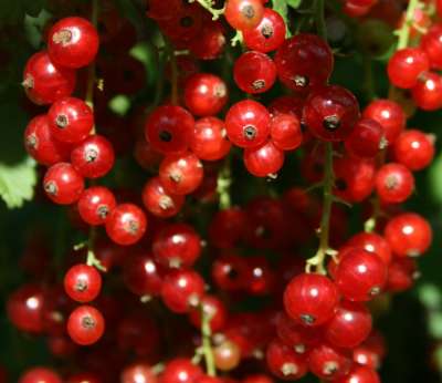 Wilsons Long Bunch Redcurrant