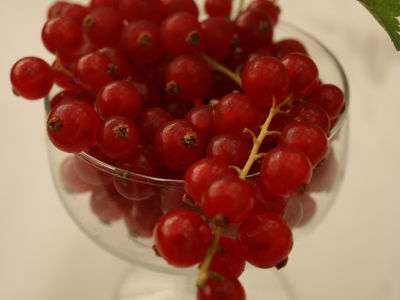 Rednose Redcurrant Bushes