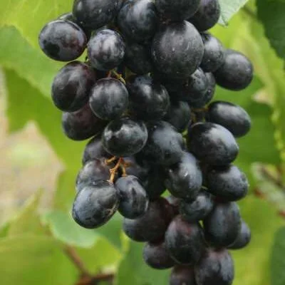 Rembrandt Grape Vines