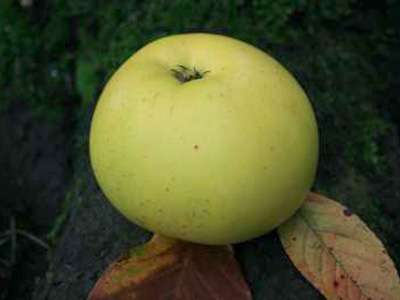 Rev. W. Wilks Apple Trees