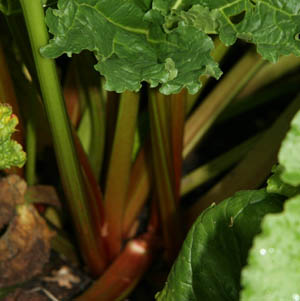 Reed's Early Superb Rhubarb Crowns