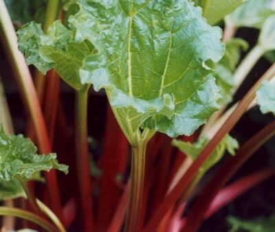 Stockbridge Arrow Rhubarb Crowns