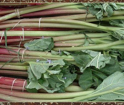 Stockbridge Harbinger Rhubarb Crowns