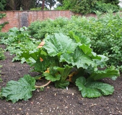 The Sutton Rhubarb Crowns