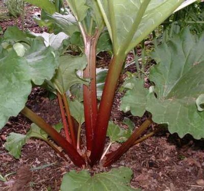 Victoria Rhubarb Crowns