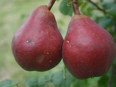 Robin Pear Trees