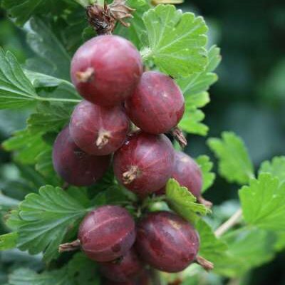 Rokula *new* Gooseberry Bushes