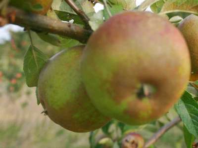 Rosemary Russett Apple Trees