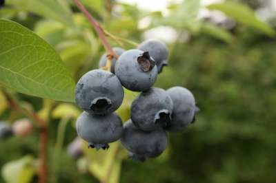 Rostina Blueberry Bushes