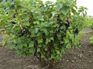 Russian Black Blackcurrant Bush