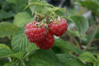 Sceptre Raspberry Bushes