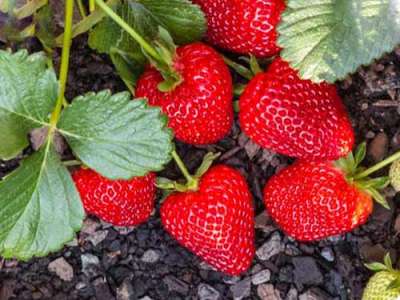 Seascape Strawberry Plants