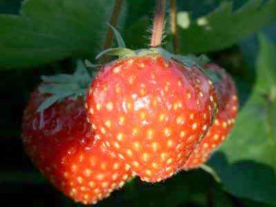 Selva Strawberry Plants