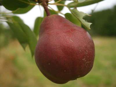 Sensation Pear Trees