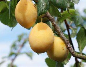 Severn Cross Plum Trees