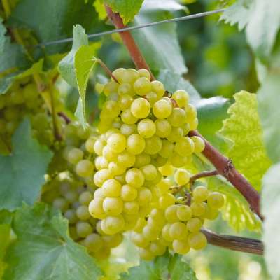 Sieve Villard Grape Vines