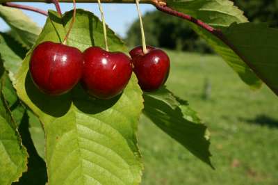 Skeena Cherry tree