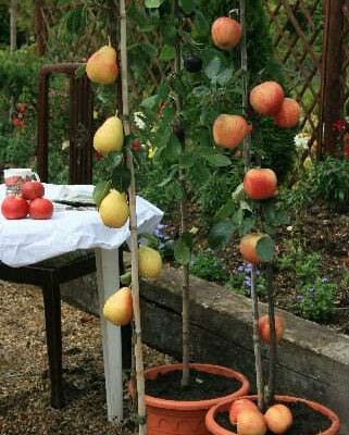 Columnar Fruit Tree Collection