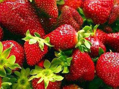 Allstar Strawberry Plants