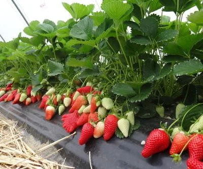 Cambridge Vigour Strawberry Plants