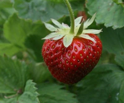 Elsanta Strawberry Plants