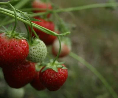 Jerseybelle Strawberry Plants