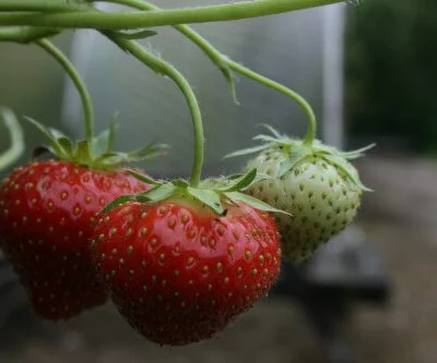 Maxim Strawberry Plants