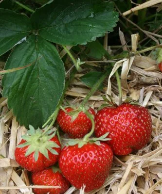 Pegasus Strawberry Plants