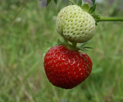 Rapella Strawberry Plants