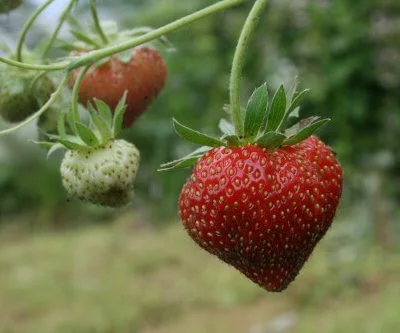 Rhapsody Strawberry Plants