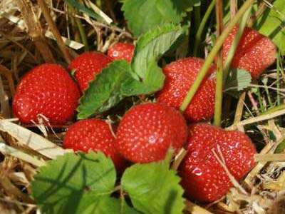 Aromel Strawberry Plants