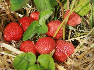 Elvira Strawberry Plants