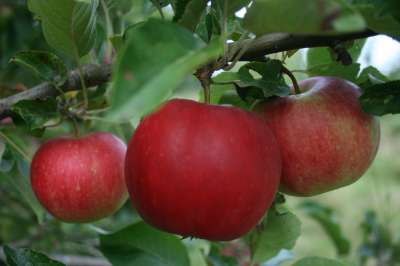 Summer Red Apple Trees