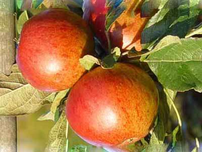 Sunset Apple Trees