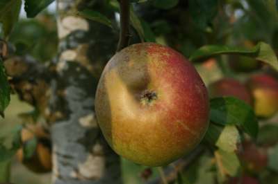 Suntan Apple Trees