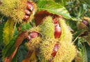 Sativa Sweet Chestnut Tree