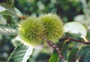 Maraval Sweet Chestnut Tree