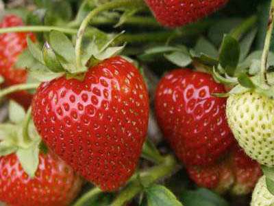 Sweetheart Strawberry Plants