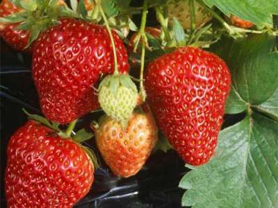 Tamella Strawberry Plants