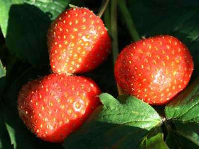 Tango *new* Strawberry Plants