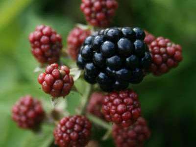 Thornfree Blackberry Bushes