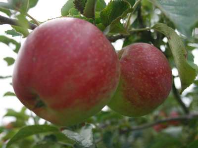 Tom Putt Apple Trees